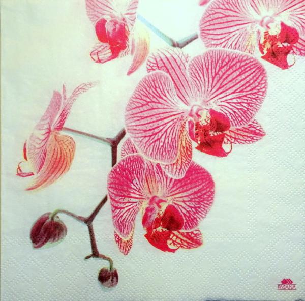 083 Orchideen - 3-lagig - Fasana